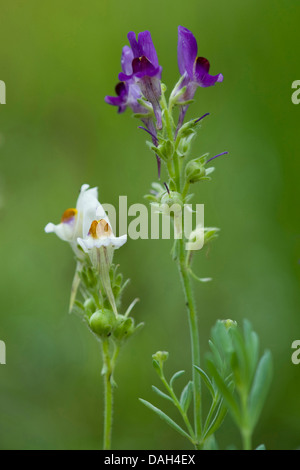 Alpen-Leinkraut (Linaria Alpina), blühen in weiß und violett, Deutschland Stockfoto