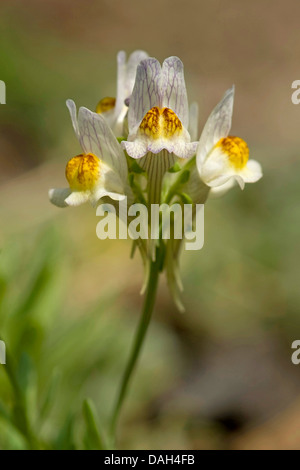 Alpine Leinkraut (Linaria Alpina), mit weißen Blüten, Schweiz, Schynige Platte Stockfoto