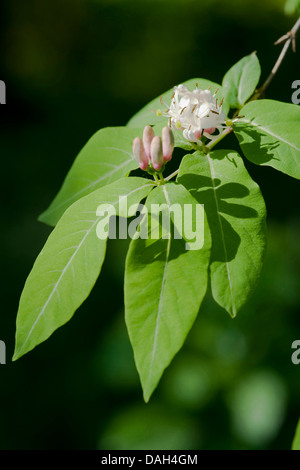 Schwarz-Geißblatt (Lonicera Nigra), Zweig mit Blüten Stockfoto