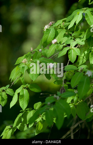 Schwarz-Geißblatt (Lonicera Nigra), Zweige mit Blüten Stockfoto