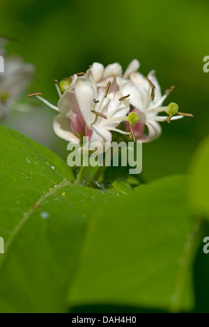 Schwarz-Geißblatt (Lonicera Nigra), Blumen Stockfoto