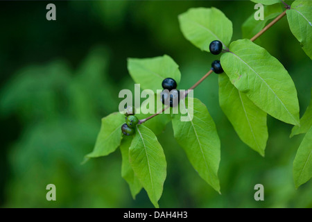 Schwarz-Geißblatt (Lonicera Nigra), Zweig mit schwarzen Früchten Stockfoto