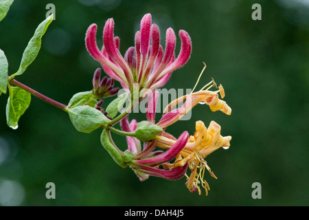 Woodbine Geißblatt, englische wilden Geißblatt (Lonicera Periclymenum), Blütenstand, Deutschland Stockfoto