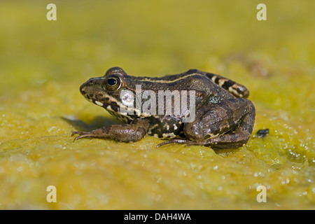 Coruna Frosch, Perez-Frosch (Rana Perezi, Rana Ridibunda Perezi) auf einem Blatt, Portugal Aljezur Stockfoto