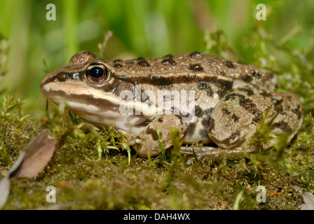 Seefrosch, Seefrosch (Rana Ridibunda, außer Ridibundus), sitzen auf Moos, Deutschland Stockfoto