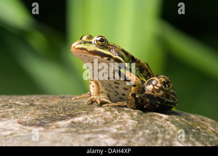 Seefrosch, Seefrosch (Rana Ridibunda, außer Ridibundus), sitzt auf einem Stein, Deutschland Stockfoto