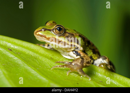 Seefrosch, Seefrosch (Rana Ridibunda, außer Ridibundus), Klettern auf einem Blatt, Deutschland Stockfoto