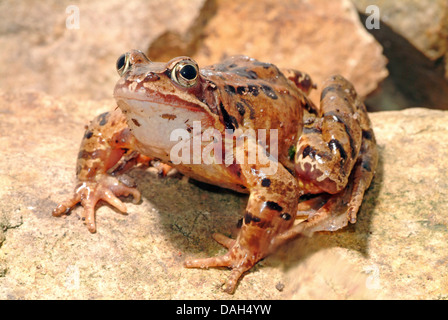 Grasfrosch, Grasfrosch (Rana Temporaria), sitzt auf einem Stein, Deutschland Stockfoto