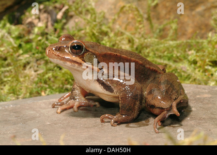 Grasfrosch, Grasfrosch (Rana Temporaria), sitzt auf einem Stein, Deutschland Stockfoto