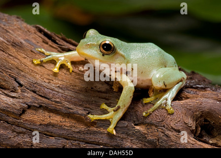 Japanischer grüner Laubfrosch (Rhacophorus Arboreus), auf einem Ast Stockfoto