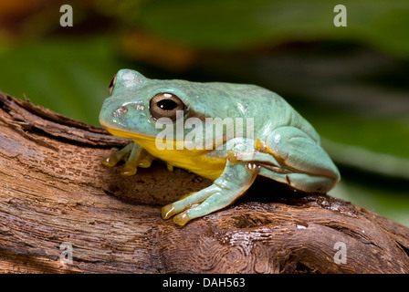 Nepal fliegender Frosch, Gunthers Laubfrosch (Rhacophorus Maximus), auf einem Ast Stockfoto