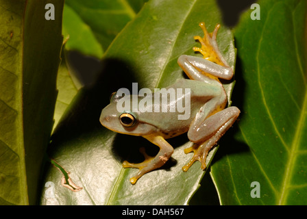 Owston grünes Treefrog (Rhacophorus Owstoni), auf einem Blatt Stockfoto