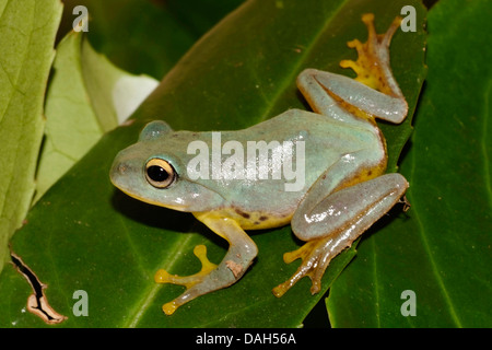 Owston grünes Treefrog (Rhacophorus Owstoni), auf einem Blatt Stockfoto