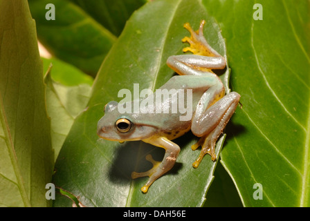 Owston grünes Treefrog (Rhacophorus Owstoni), auf einem Blatt Stockfoto