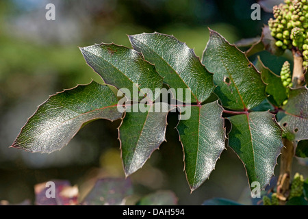 Holly-Blatt Oregongrape, Mahonie, glänzende Oregongrape, hoch Oregongrape, Berg Traube (Mahonia Aquifolium), Blatt, Deutschland Stockfoto