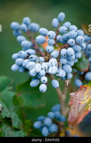 Holly-Blatt Oregongrape,-Mahonie, glänzende Oregongrape, hoch Oregongrape, Berg Traube (Mahonia Aquifolium), Fruchtbildung, Deutschland Stockfoto