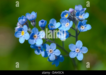 Alpine Vergissmeinnicht (Myosotis Alpestris), blühen, Schweiz, Schynige Platte Stockfoto