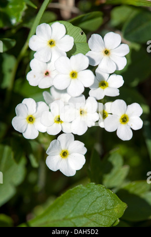 Alpine Vergissmeinnicht (Myosotis Alpestris), Blüte weiß, Schweiz Stockfoto