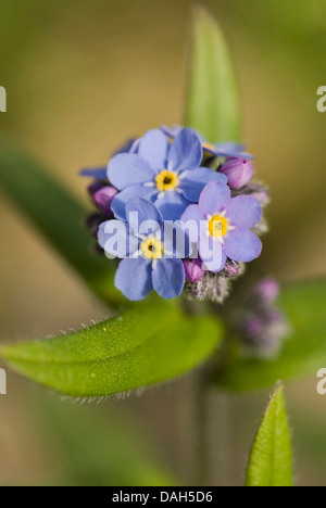 Alpen-Vergissmeinnicht (Myosotis Alpestris), blühen, Deutschland Stockfoto