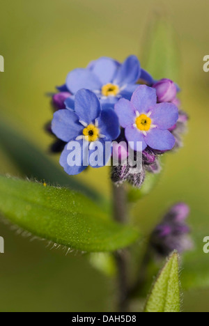 Alpen-Vergissmeinnicht (Myosotis Alpestris), blühen, Deutschland Stockfoto