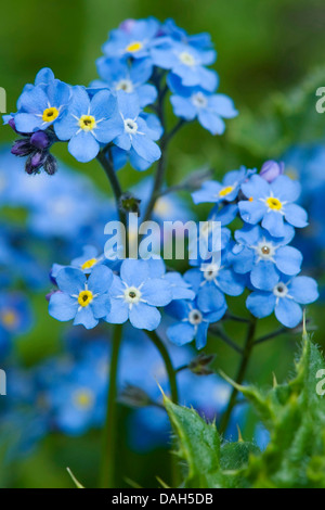 Alpine Vergissmeinnicht (Myosotis Alpestris), blühen, Schweiz Stockfoto