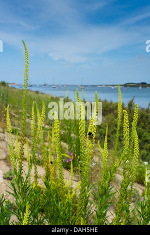 Schweißnaht, Reseda Luteola, gegründet am Meer Wehrmauer, Brunnen als nächstes das Meer, Norfolk, England Stockfoto