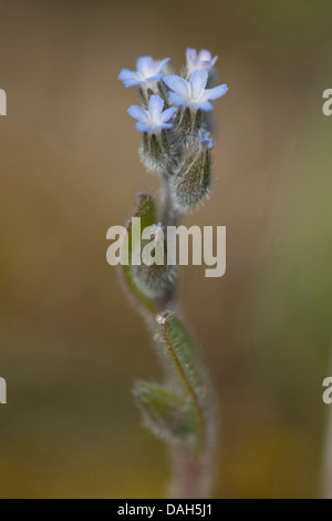 kleine Blumen Vergissmeinnicht (Myosotis Stricta), Blütenstand, Deutschland, Griesheimer Duene Stockfoto