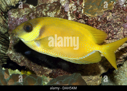 Korallen Kaninchen, blau getupft Spinefoot (Siganus Corallinus), Schwimmen Stockfoto