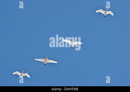 Singschwan (Cygnus Cygnus), vier Schwäne fliegen, Niederlande Stockfoto