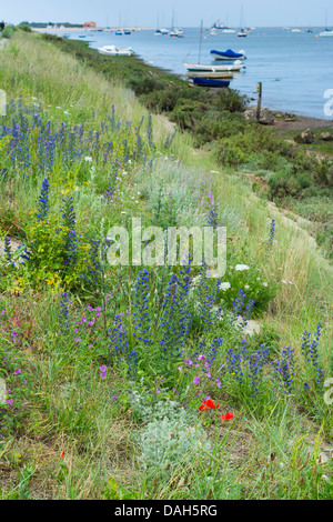 Echium Vulgare, viper's Bugloss, gegründet auf konkrete Küstenschutzes Brunnen als nächstes das Meer, Norfolk, England Stockfoto