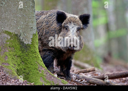 Wildschwein, Schwein, Wildschwein (Sus Scrofa), Tusker peering hinter einem Baumstamm, Belgien Stockfoto