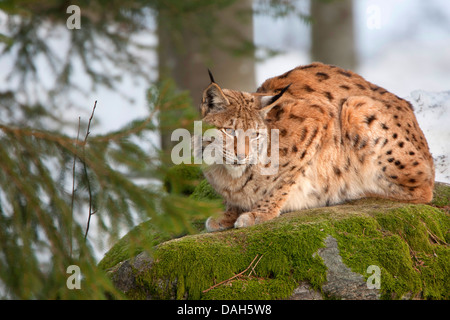 Eurasischer Luchs (Lynx Lynx), liegend auf einem bemoosten Felsen im Wald, Deutschland, Bayern, Nationalpark Bayerischer Wald Stockfoto