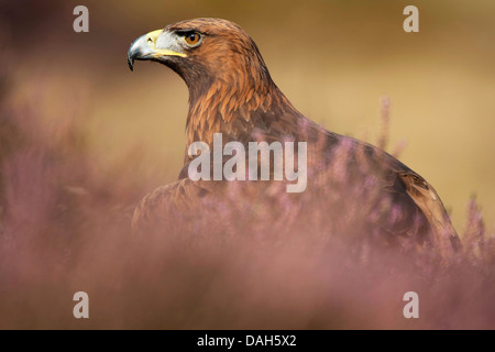 Steinadler (Aquila Chrysaetos), sitzen auf dem Boden zwischen blühender Heide, Großbritannien, Schottland Stockfoto