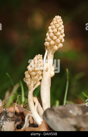 Vogelnest-Orchidee (Neottia Nidus-Avis), zwei Individuen im Keim zu ersticken, Deutschland Stockfoto