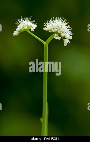 röhrenförmige Wasser-asiatische, Wasser Liebstöckel (Oenanthe Fistulosa), Blütenstand, Deutschland Stockfoto
