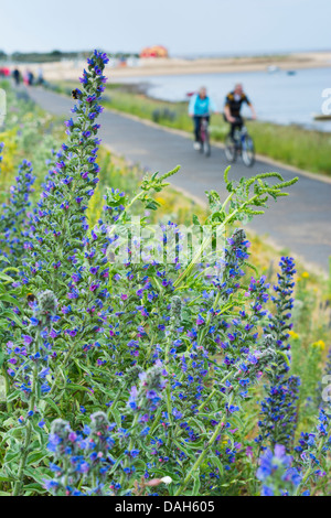 Echium Vulgare, viper's Bugloss, gegründet auf konkrete Küstenschutzes Brunnen als nächstes das Meer, Norfolk, England Stockfoto