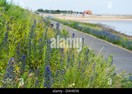 Echium Vulgare, viper's Bugloss, gegründet auf konkrete Küstenschutzes Brunnen als nächstes das Meer, Norfolk, England Stockfoto