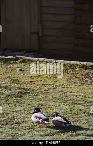Anas platyrhynchos, zwei männliche Stockente Erpel auf Gras in der Nähe von einem Schuppen, Wales, Großbritannien Stockfoto
