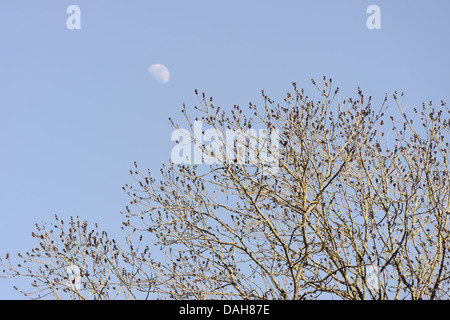 Fraxinus Excelsior, Esche in Blütenknospe im Frühjahr mit Halbmond, Wales, UK Stockfoto