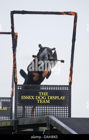 Hylands Park, Essex, England. 13. Juli 2013. Die Essex Hund Display Team an den Herzog von Essex Polo Grand Prix in Hylands Park, Essex, auf Samstag, 13. Juli 2013. Bildnachweis: Charlotte Moss/Alamy Live-Nachrichten Stockfoto