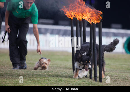 Hylands Park, Essex, England. 13. Juli 2013. Die Essex Hund Display Team an den Herzog von Essex Polo Grand Prix in Hylands Park, Essex, auf Samstag, 13. Juli 2013. Bildnachweis: Charlotte Moss/Alamy Live-Nachrichten Stockfoto