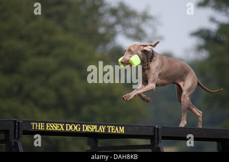 Hylands Park, Essex, England. 13. Juli 2013. Die Essex Hund Display Team an den Herzog von Essex Polo Grand Prix in Hylands Park, Essex, auf Samstag, 13. Juli 2013. Bildnachweis: Charlotte Moss/Alamy Live-Nachrichten Stockfoto