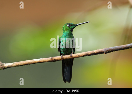 Porträt der schönen grünen Kolibri, Grün - gekrönte Brillant (Heliodoxa jacula) hocken auf einem Zweig im westlichen Hochland von Ecuador. Stockfoto