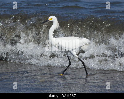 Snowy Egret (Egretta thula) Stengel Fisch in Wellen entlang des Pazifischen Ozeans, Peru Stockfoto