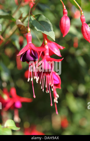 Fuschia Blüte in einem englischen Landhaus-Garten. Stockfoto