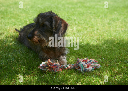 Rauhaar Dackel (Canis Lupus Familiaris) auf der Wiese liegend Stockfoto