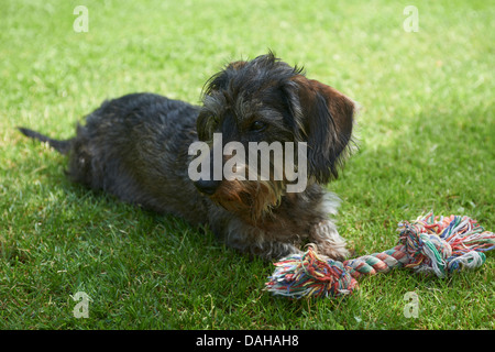 Rauhaar Dackel (Canis Lupus Familiaris) auf der Wiese liegend Stockfoto