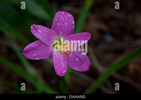 Purple Lily Blumen in Las Minas in der Provinz Cocle, Republik Panama. Stockfoto