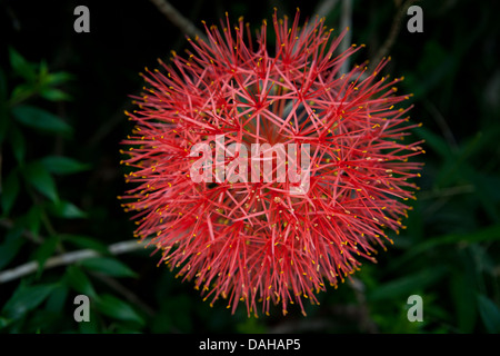 Blut Lilie Blume, Scadoxus oder Multiflorus, in einem Garten in Penonome, Provinz Cocle, Republik Panama. Stockfoto