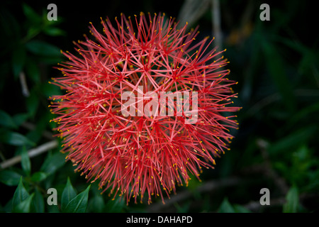 Blut Lilie Blume, Scadoxus oder Multiflorus, in einem Garten in Penonome, Provinz Cocle, Republik Panama. Stockfoto